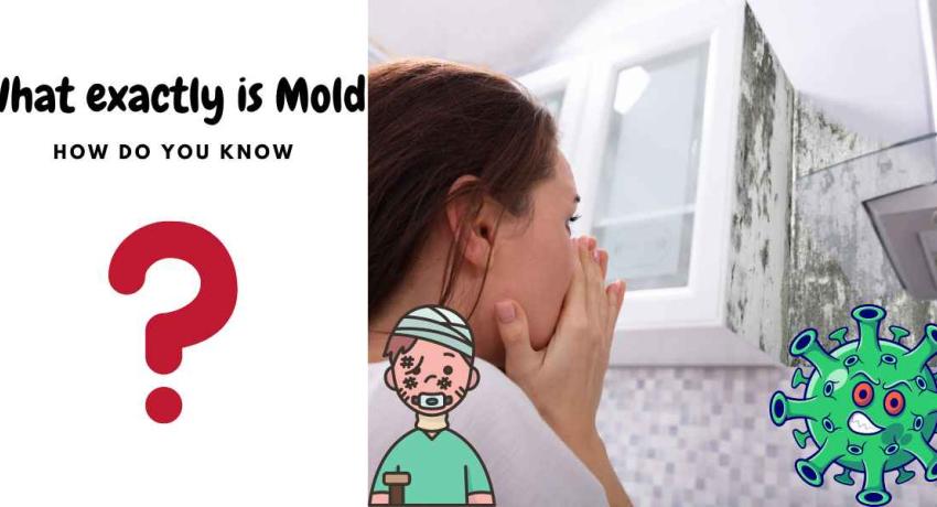 What is mold? The Hidden Dangers Lurking in Your Home and What to Do